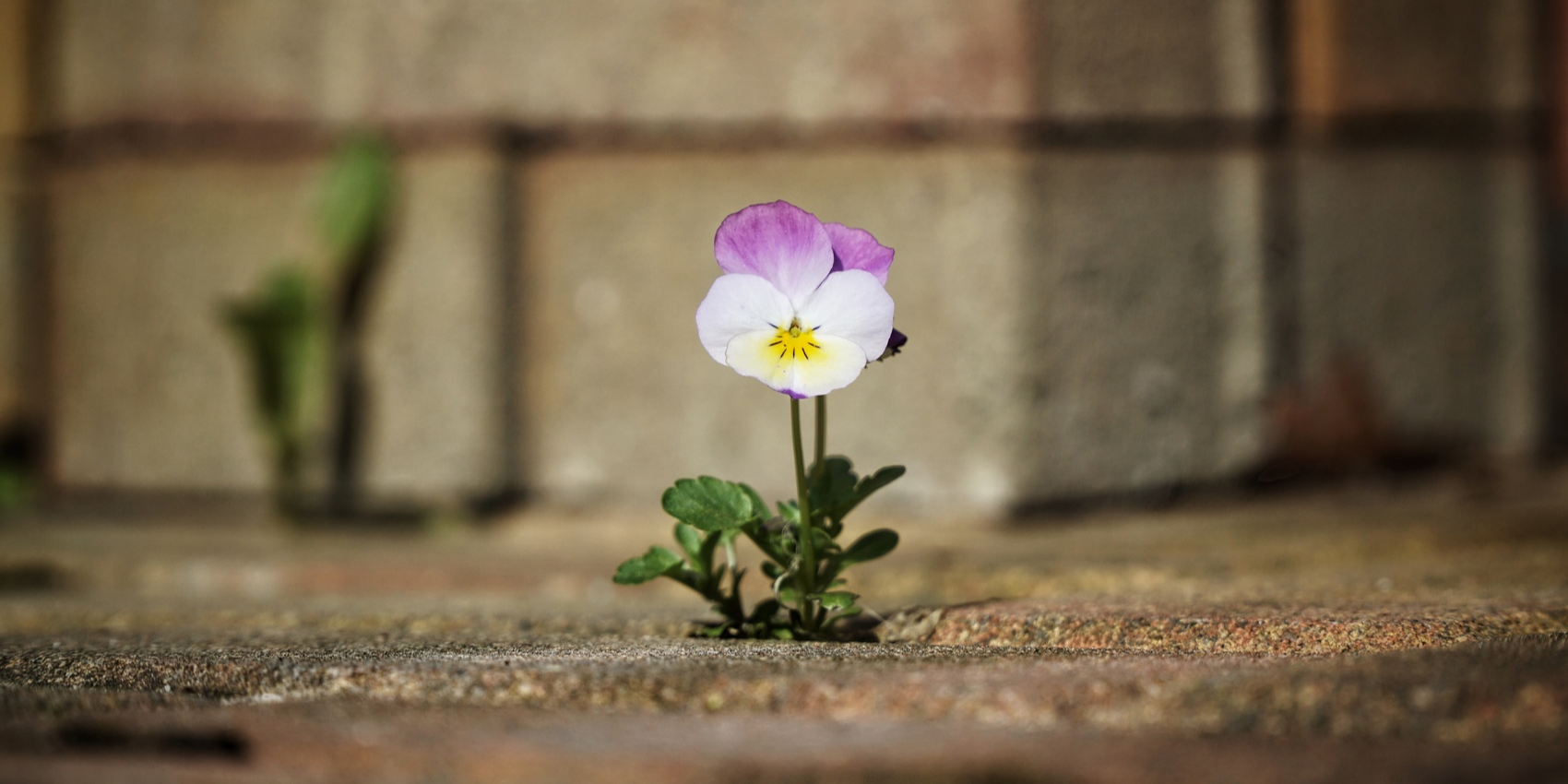 「2024-12-12」Every flower must grow through dirt.美图壁纸