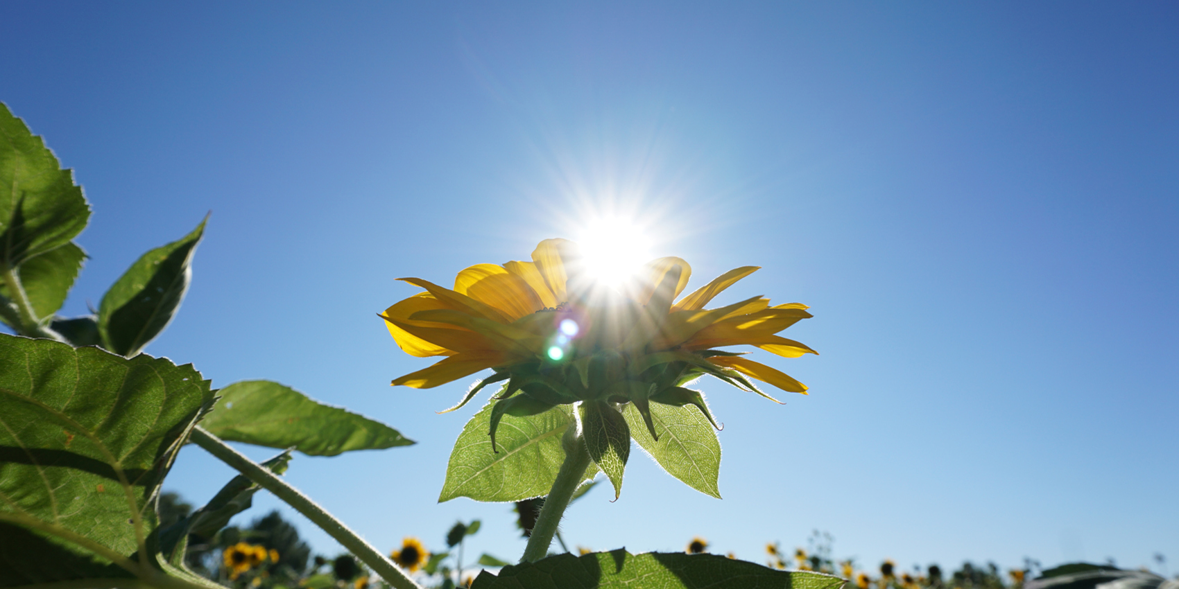 Face the sunshine, leave shadows behind