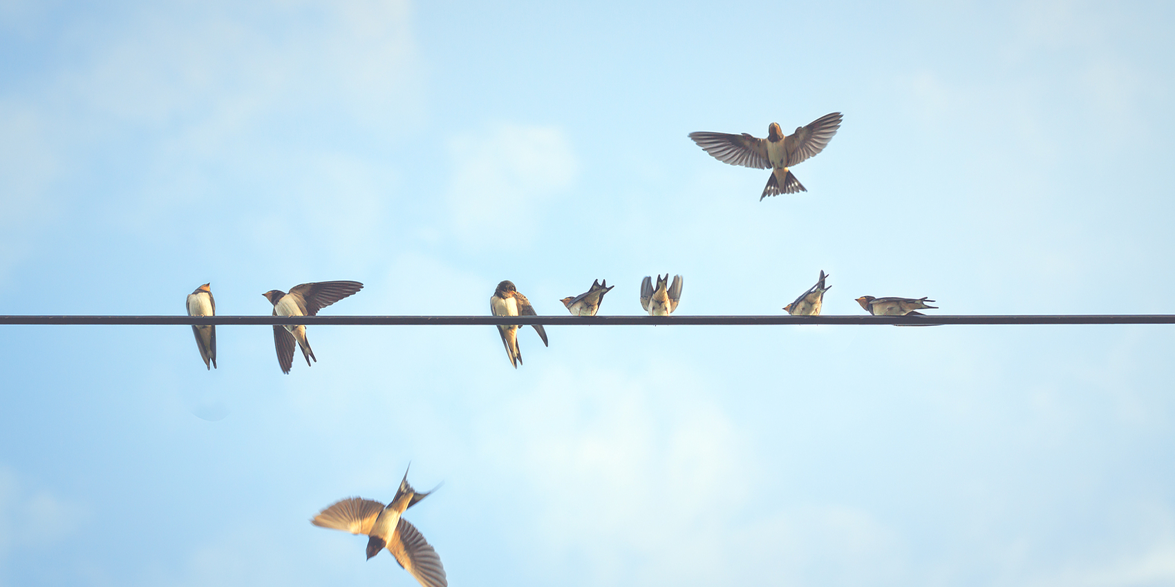 One swallow does not make a summer